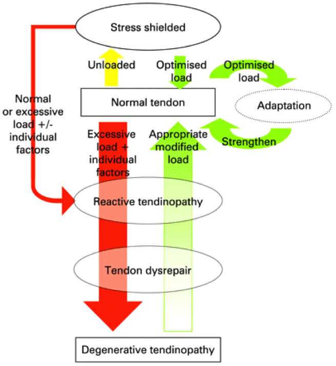 Tendon Injury Physiotherapy