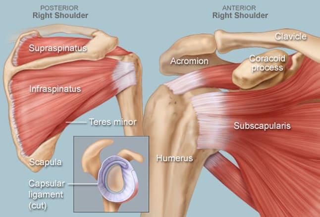 shoulder physiotherapy