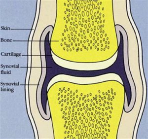 Schematic of a joint showing synovial fluid. Cracking joints.